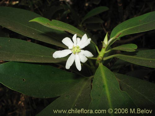 Image of Drimys andina (Canelo enano / Canelo andino). Click to enlarge parts of image.